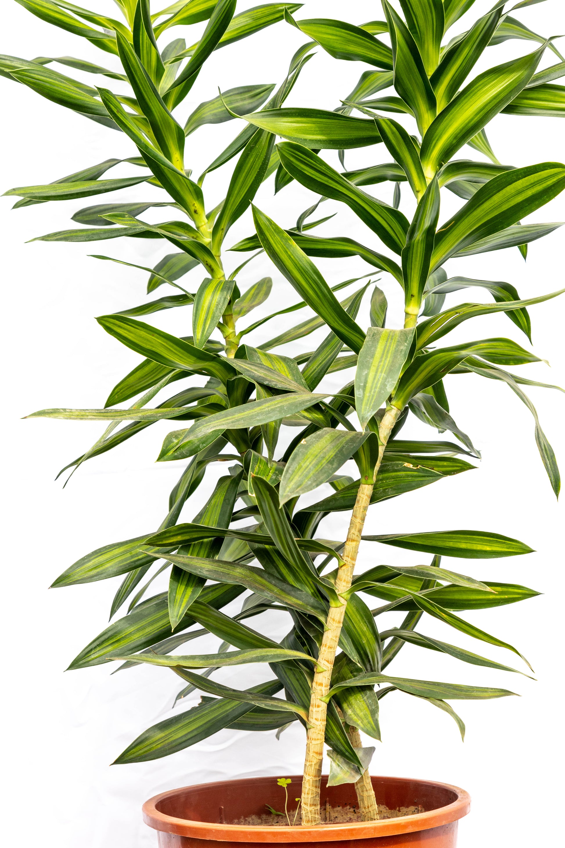 dracaena reflexa planta Dracena Reflexa – Verde vibrante con personalidad tropical – Roble