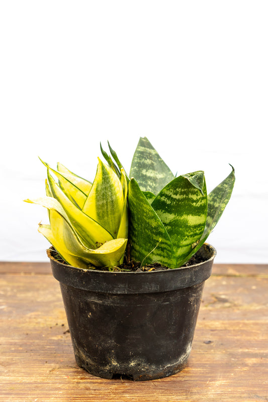 Sansevieria Hani – Minimalista y resistencia natural
