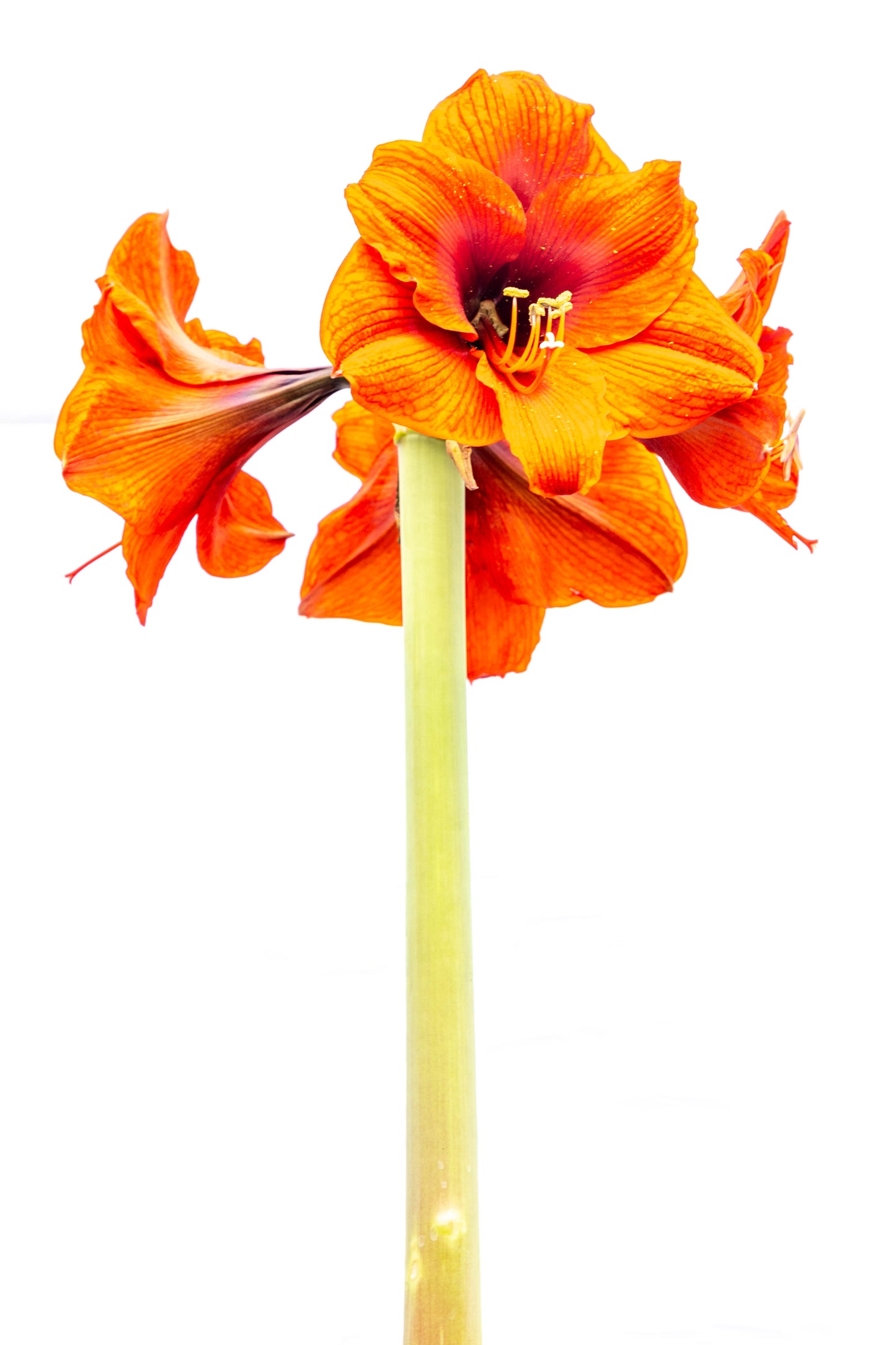 Amarilis – Flores grandes y elegantes que iluminan tu espacio