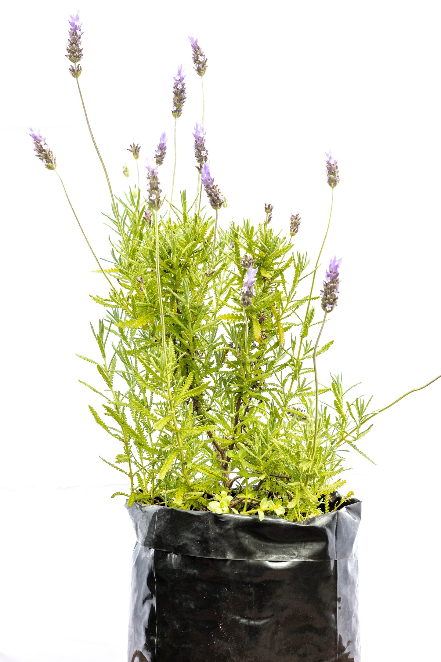 Lavanda Mediana – Aroma, color y calma en tu jardín