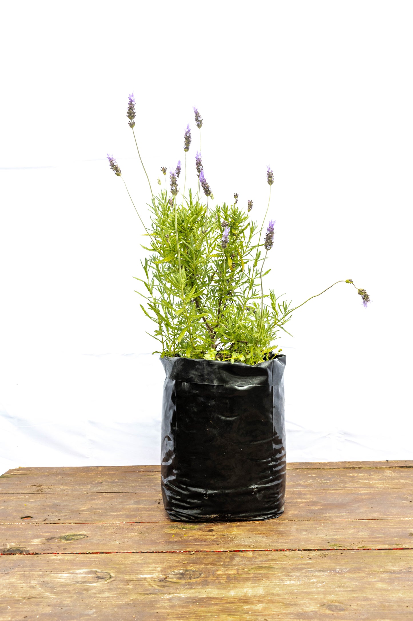 Lavanda Mediana – Aroma, color y calma en tu jardín