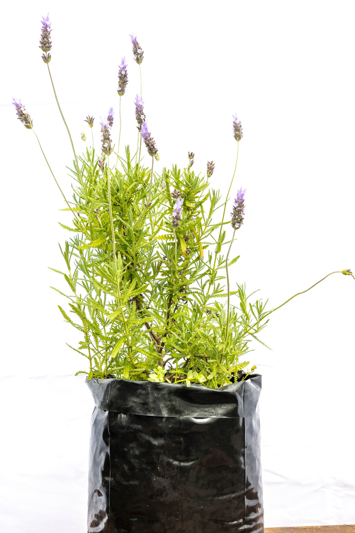 Lavanda Mediana – Aroma, color y calma en tu jardín