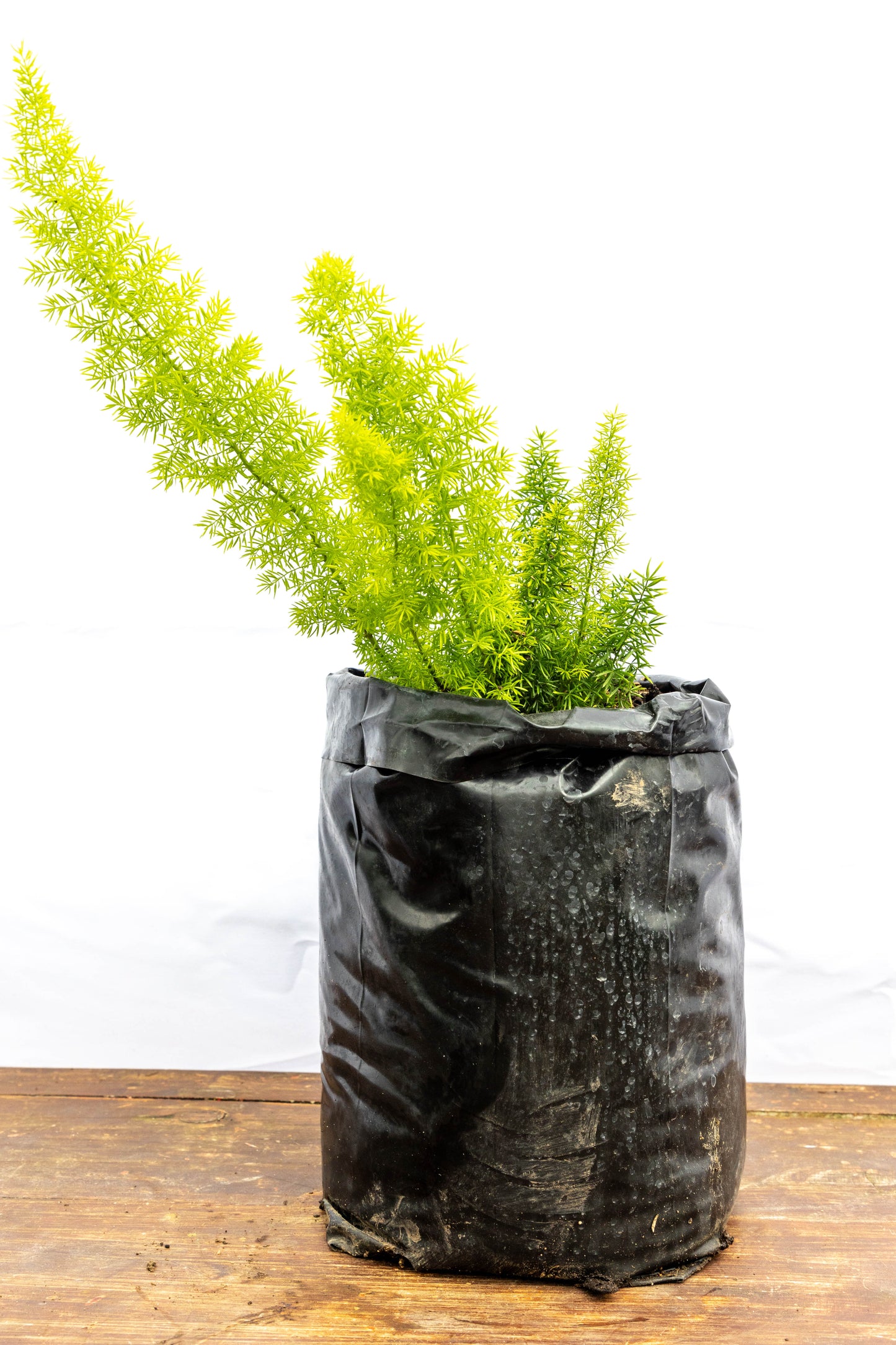 Espárrago Meyeri – Verde elegante y textura delicada