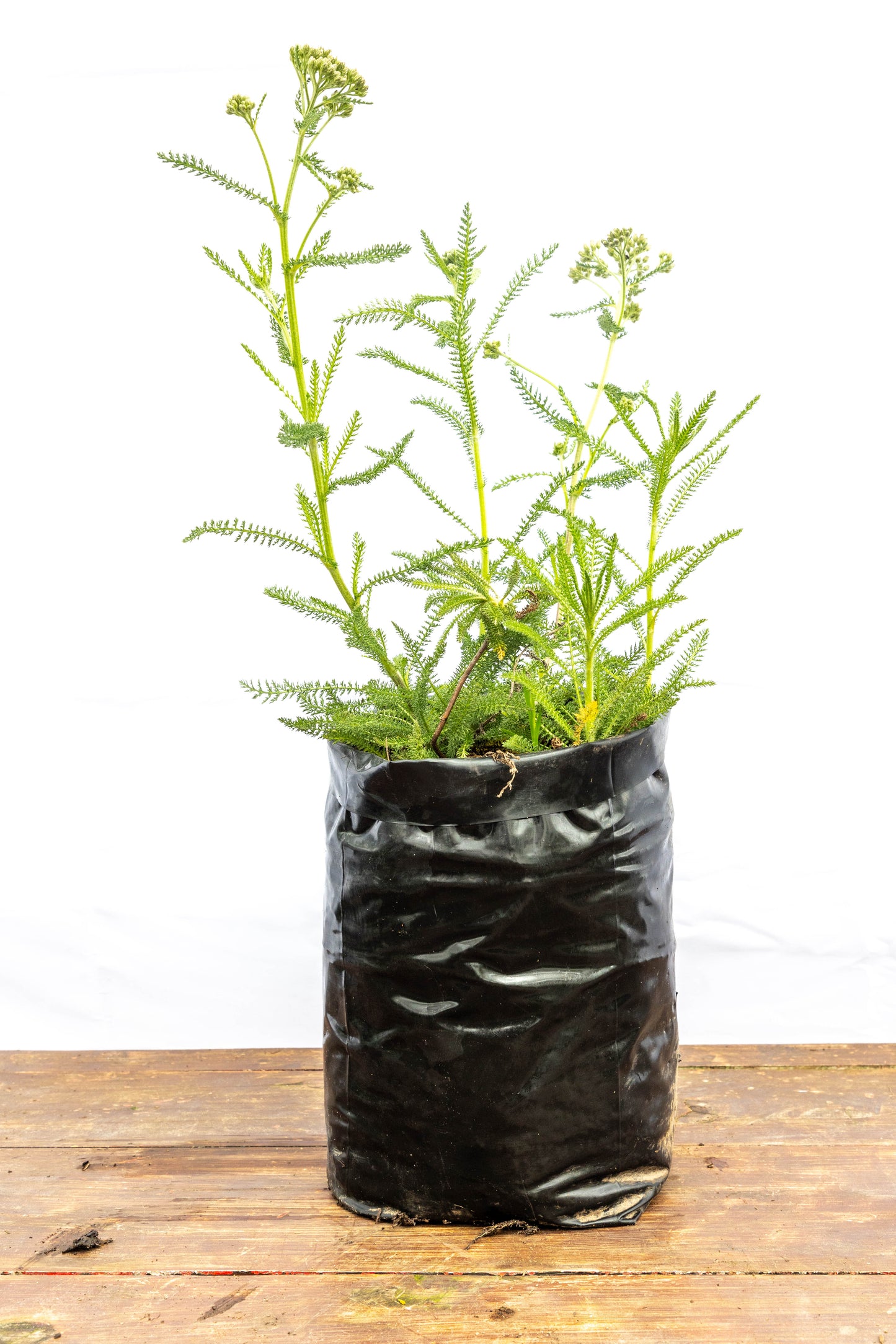 Achillea – Color y textura para jardines vivos