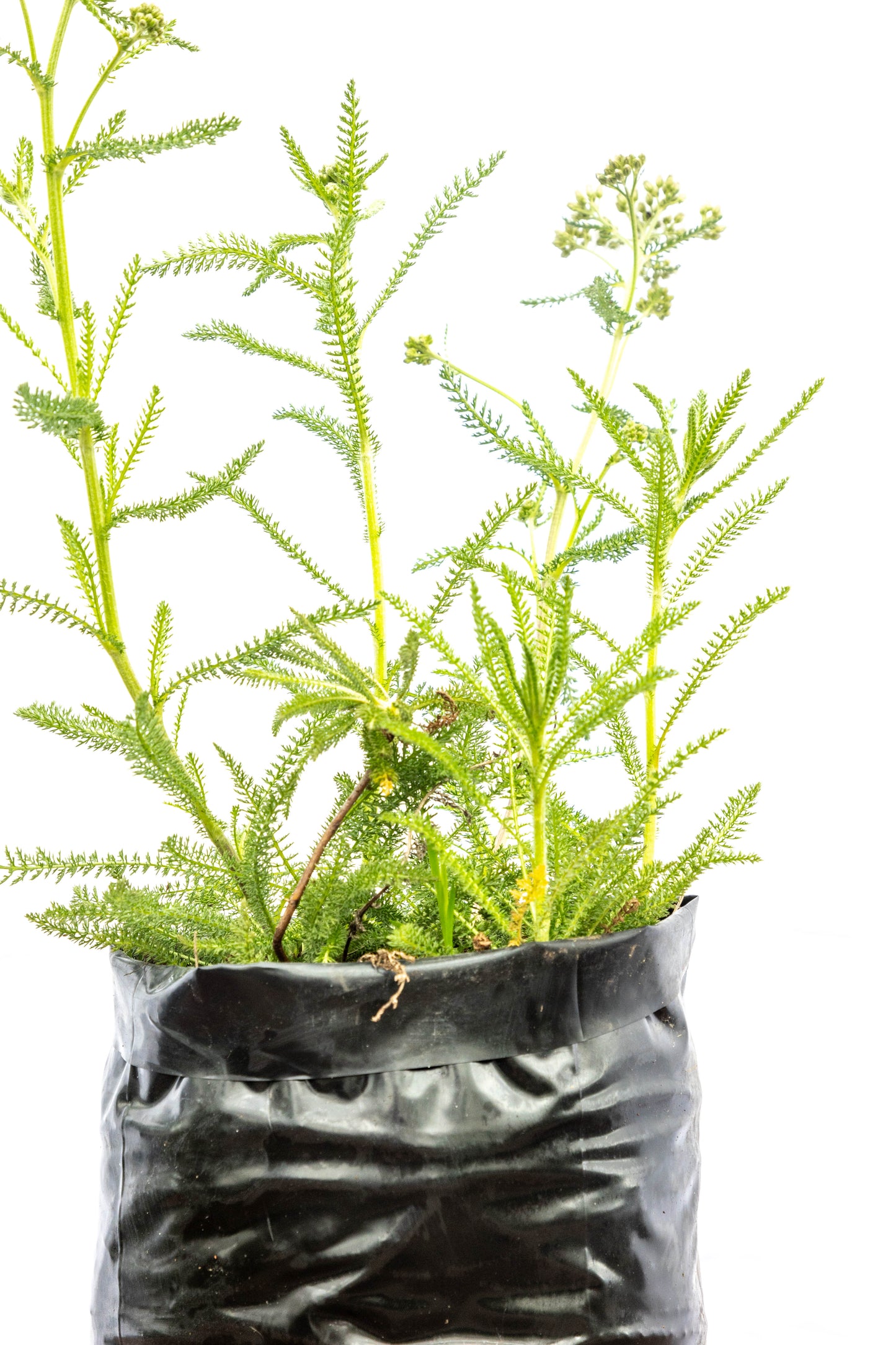 Achillea – Color y textura para jardines vivos