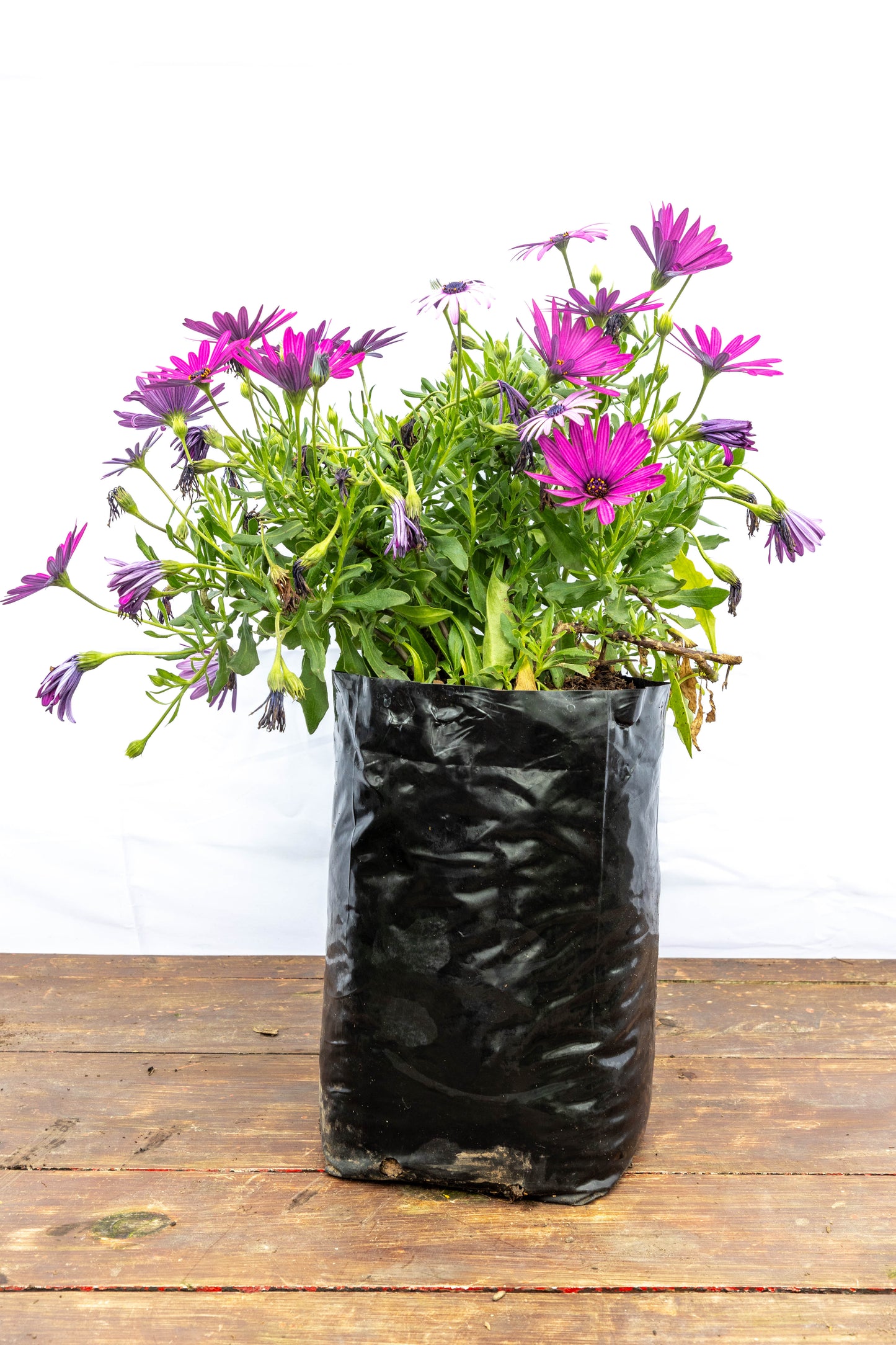 DIMORFOTECA - Flores coloridas en oferta