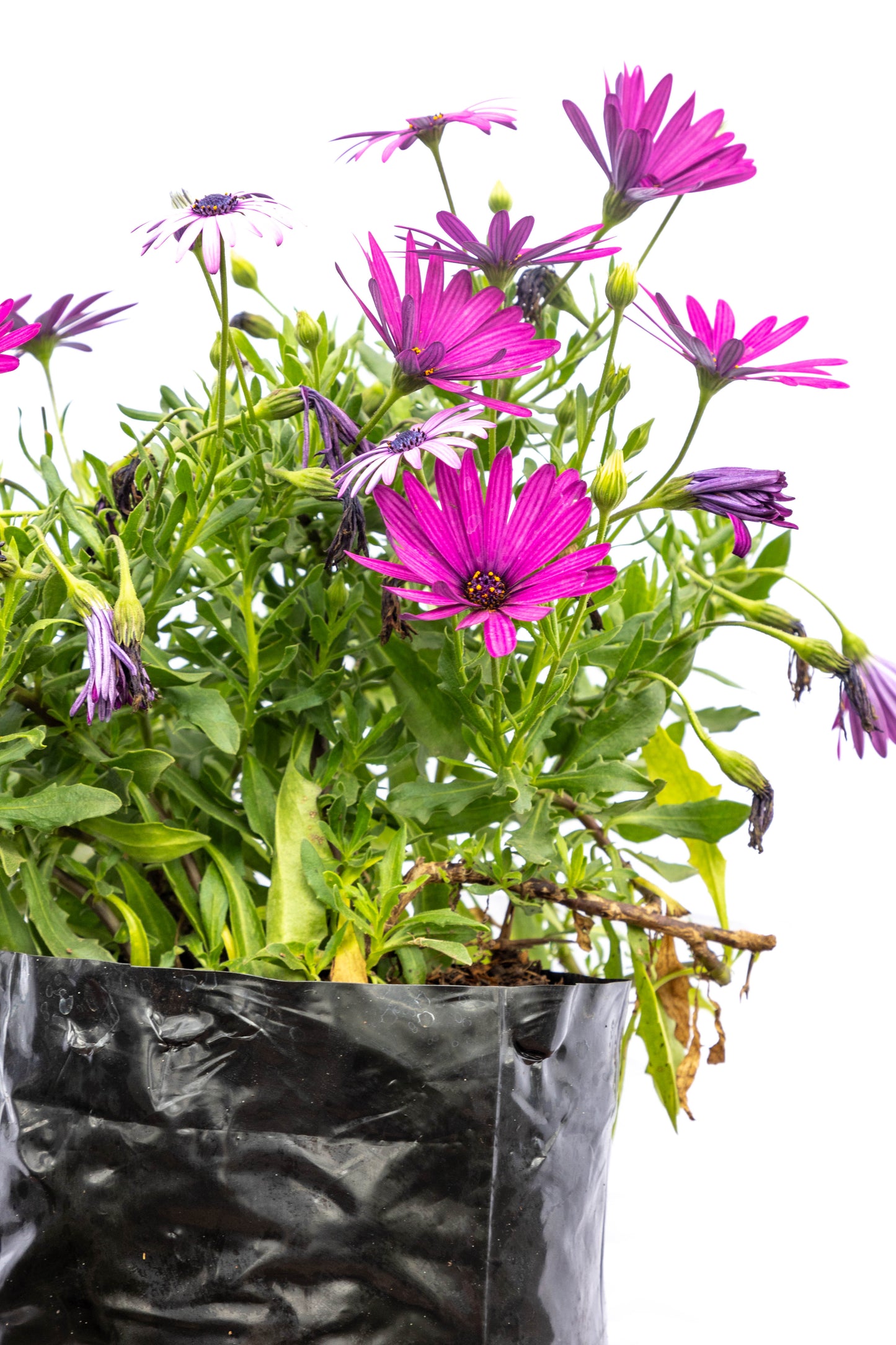 DIMORFOTECA - Flores coloridas en oferta