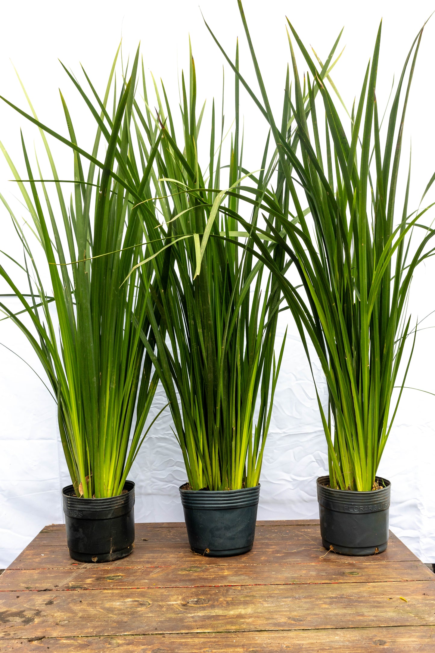 Dietes-  Planta Resistente