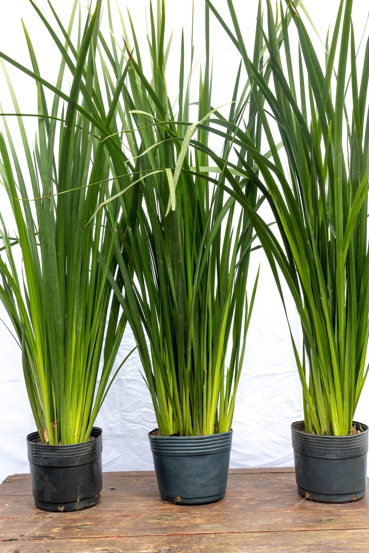 Dietes-  Planta Resistente