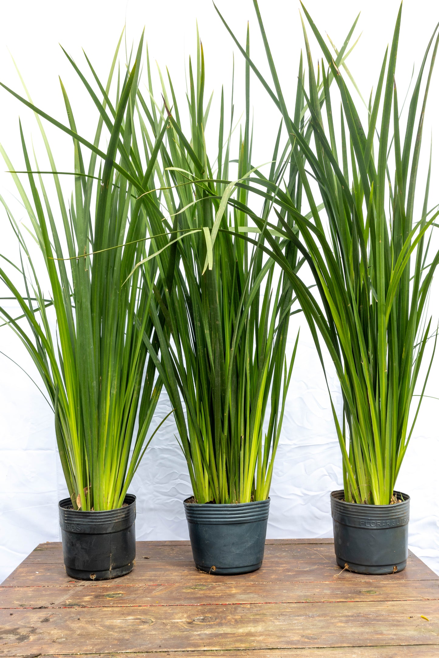 Dietes-  Planta Resistente