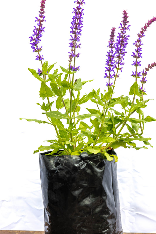 Salvia – Color, perfume y vida para tu jardín