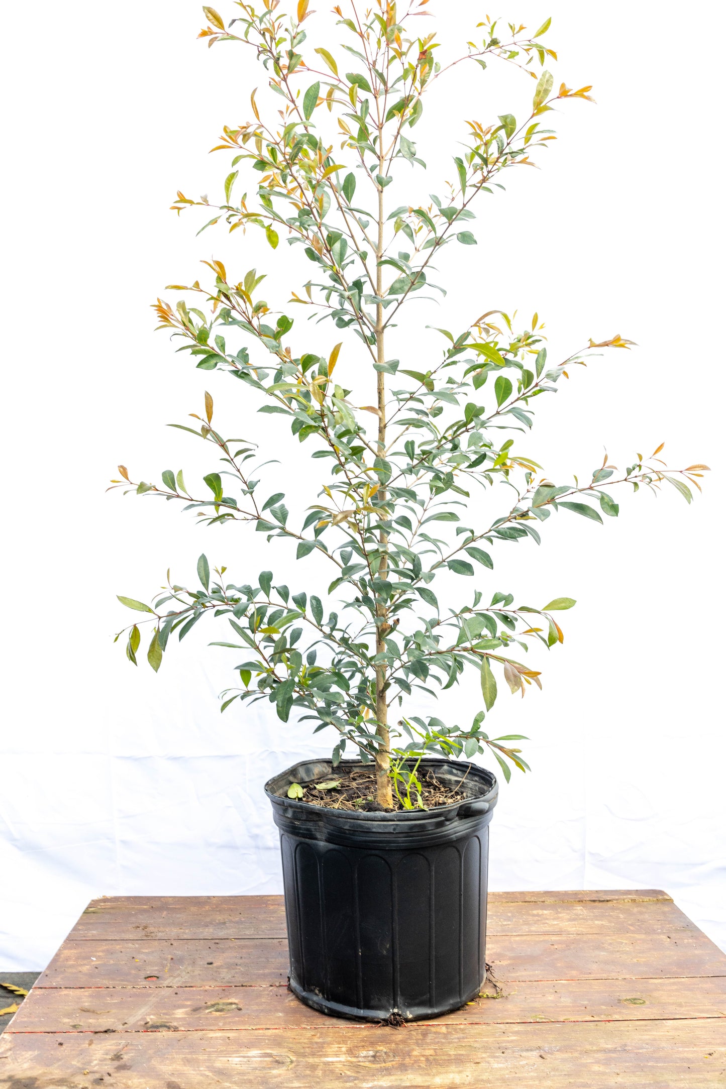 Eugenia – Verde prolijo y elegante todo el año