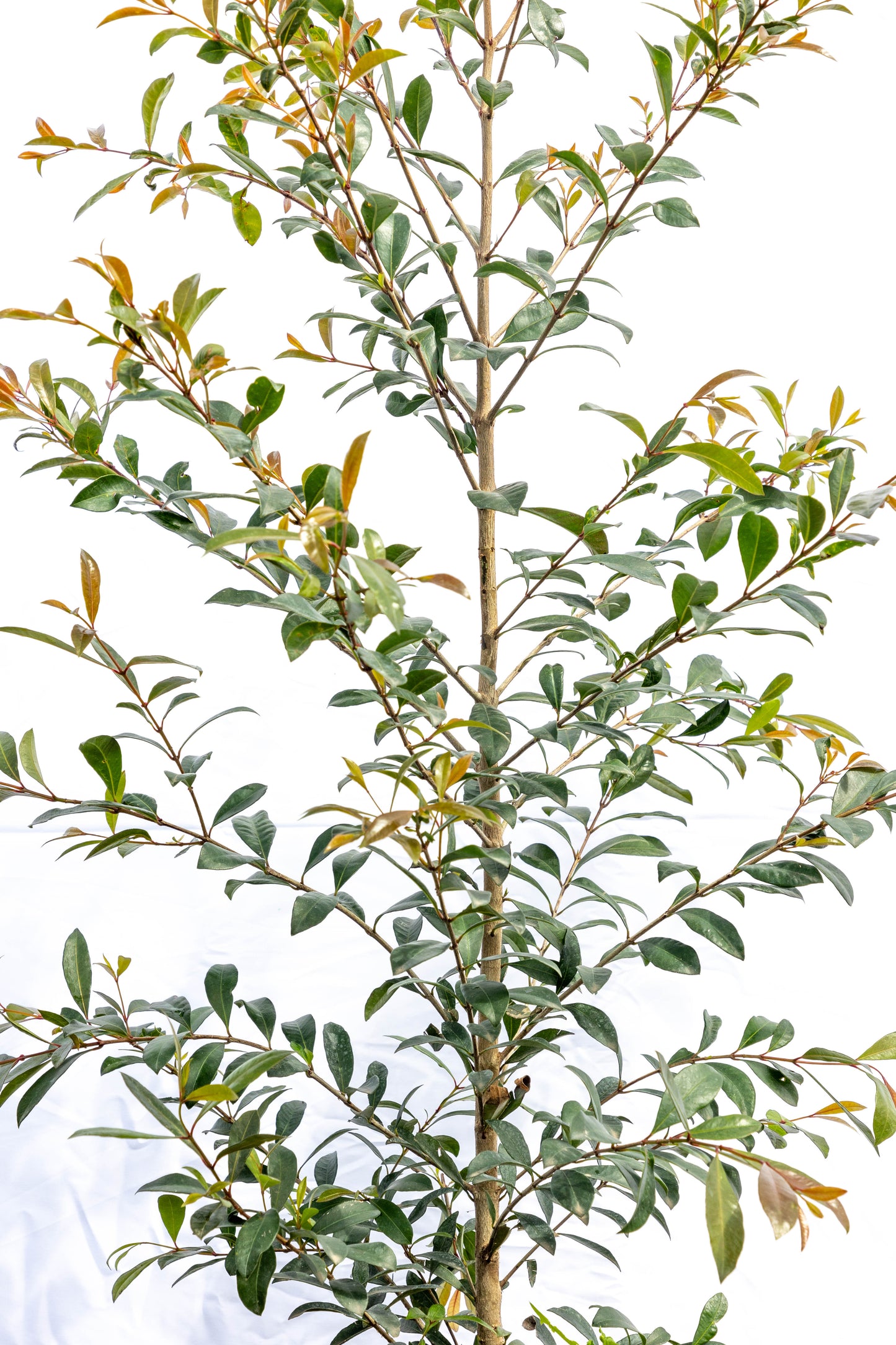 Eugenia – Verde prolijo y elegante todo el año
