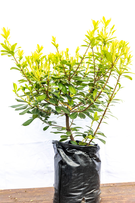Pitosporum - Resistente para cualquier ambiente