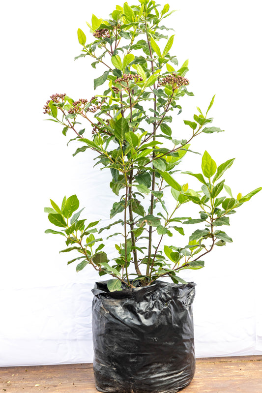 Viburnum tinus – Elegancia y floración durante todo el año