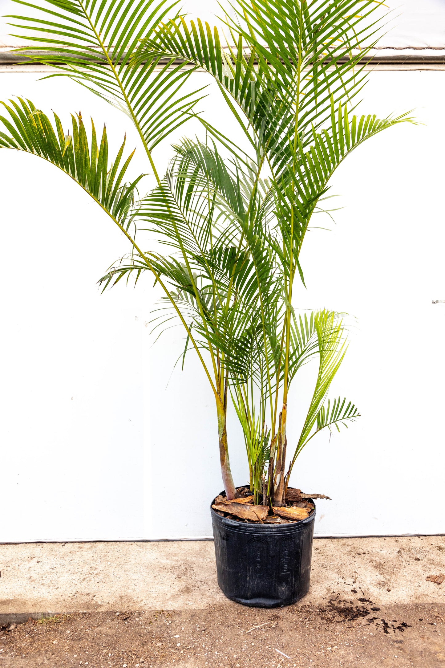Palma Areca – El toque tropical que purifica tu hogar