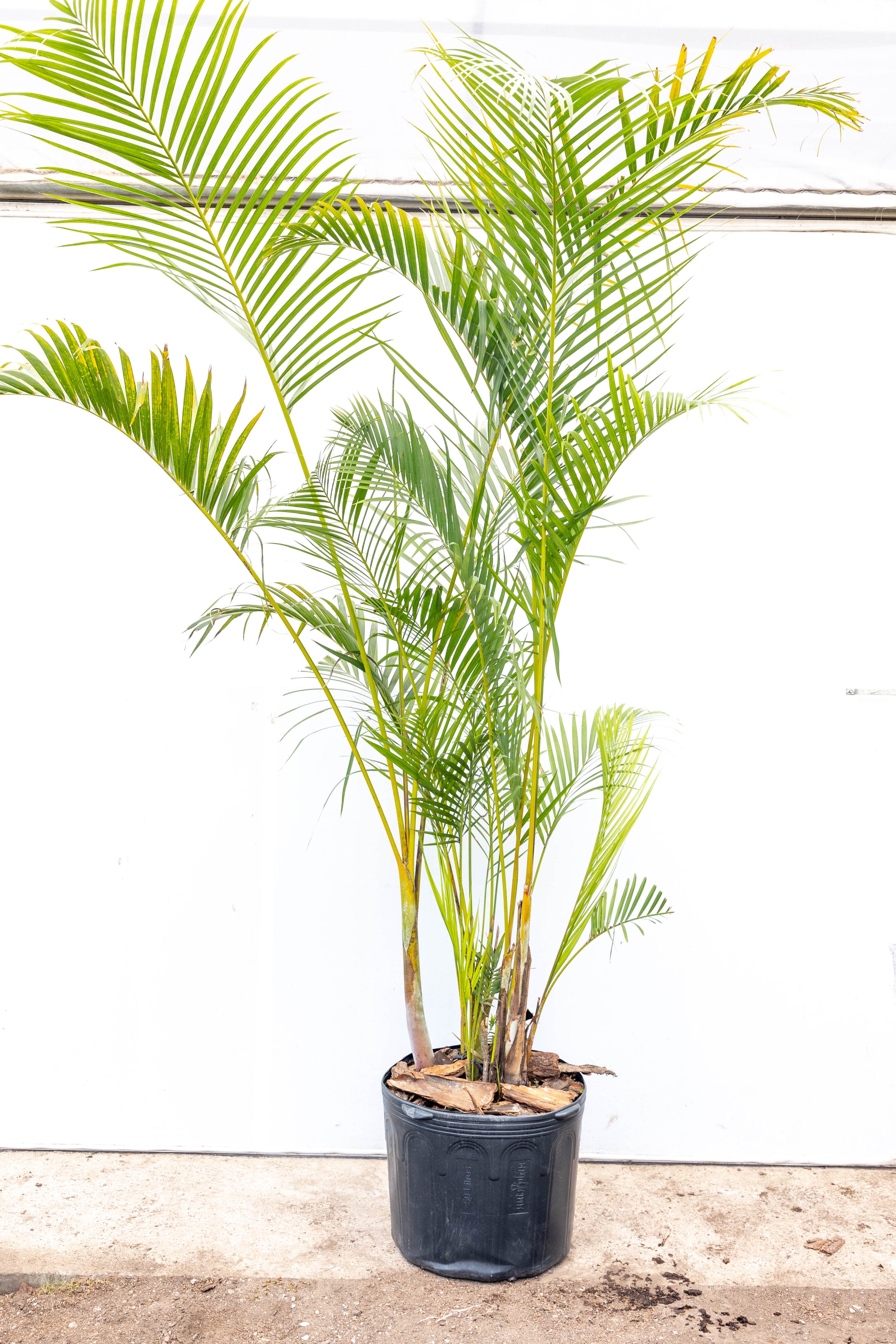 palma areca puntas secas Palma Areca – El toque tropical que purifica tu hogar – Roble