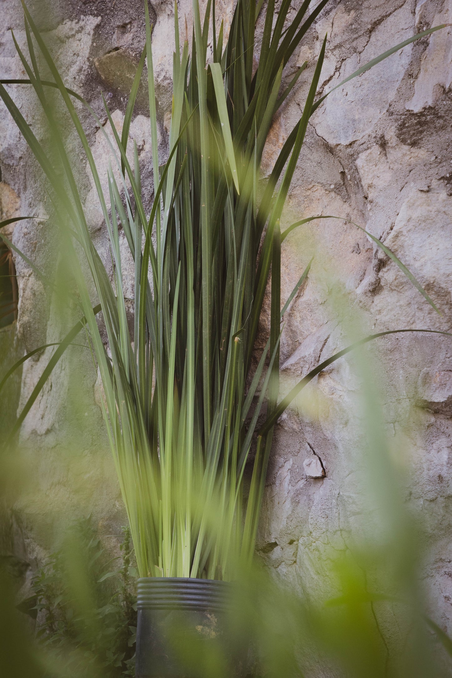 Dietes-  Planta Resistente