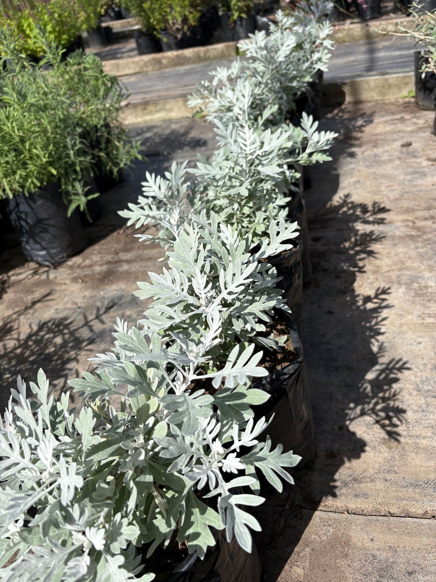 Senecio – Planta de Exterior de Follaje Plateado
