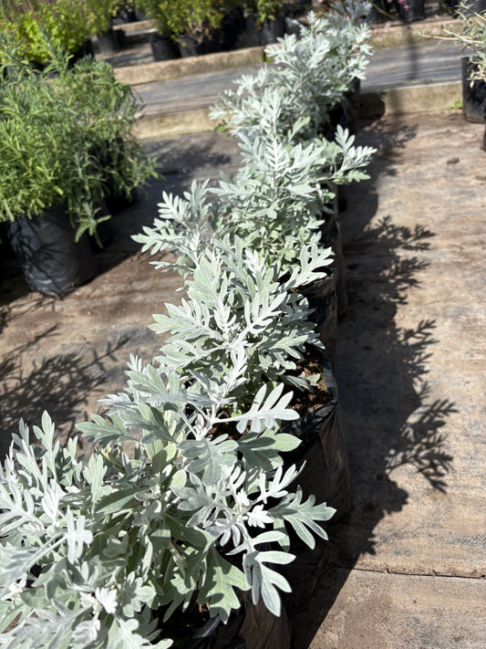 Senecio – Planta de Exterior de Follaje Plateado