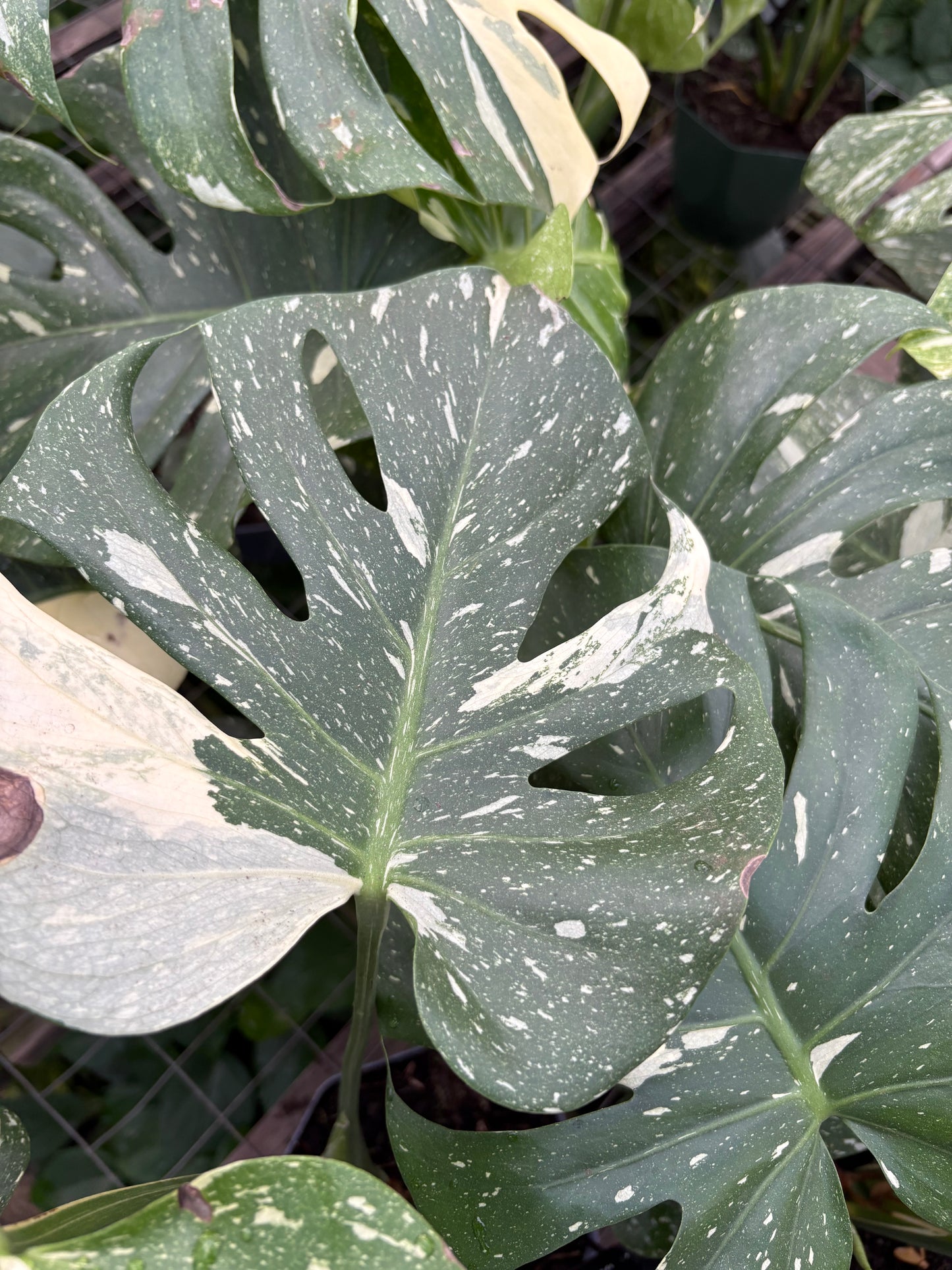 Monstera Variegada – Planta de Interior Premium de Colección