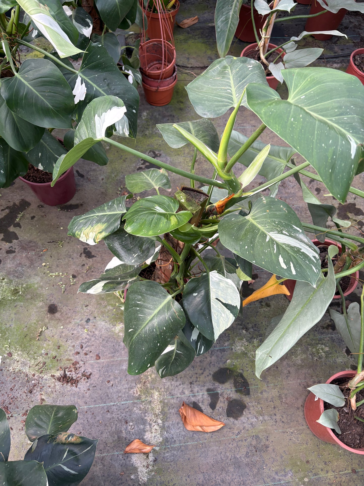 Philodendro White – Planta de Interior Variegada