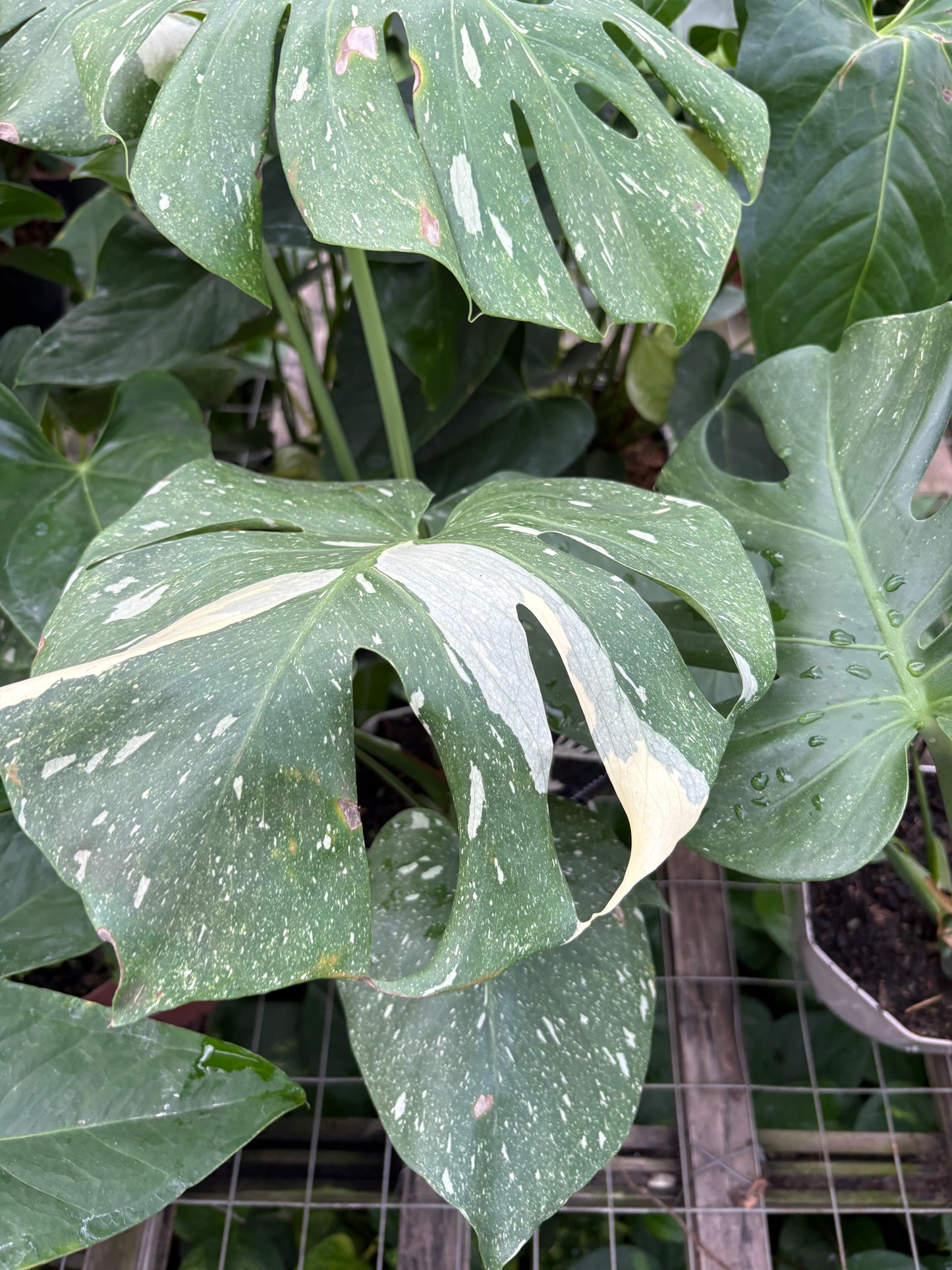 Monstera Variegada – Planta de Interior Premium de Colección