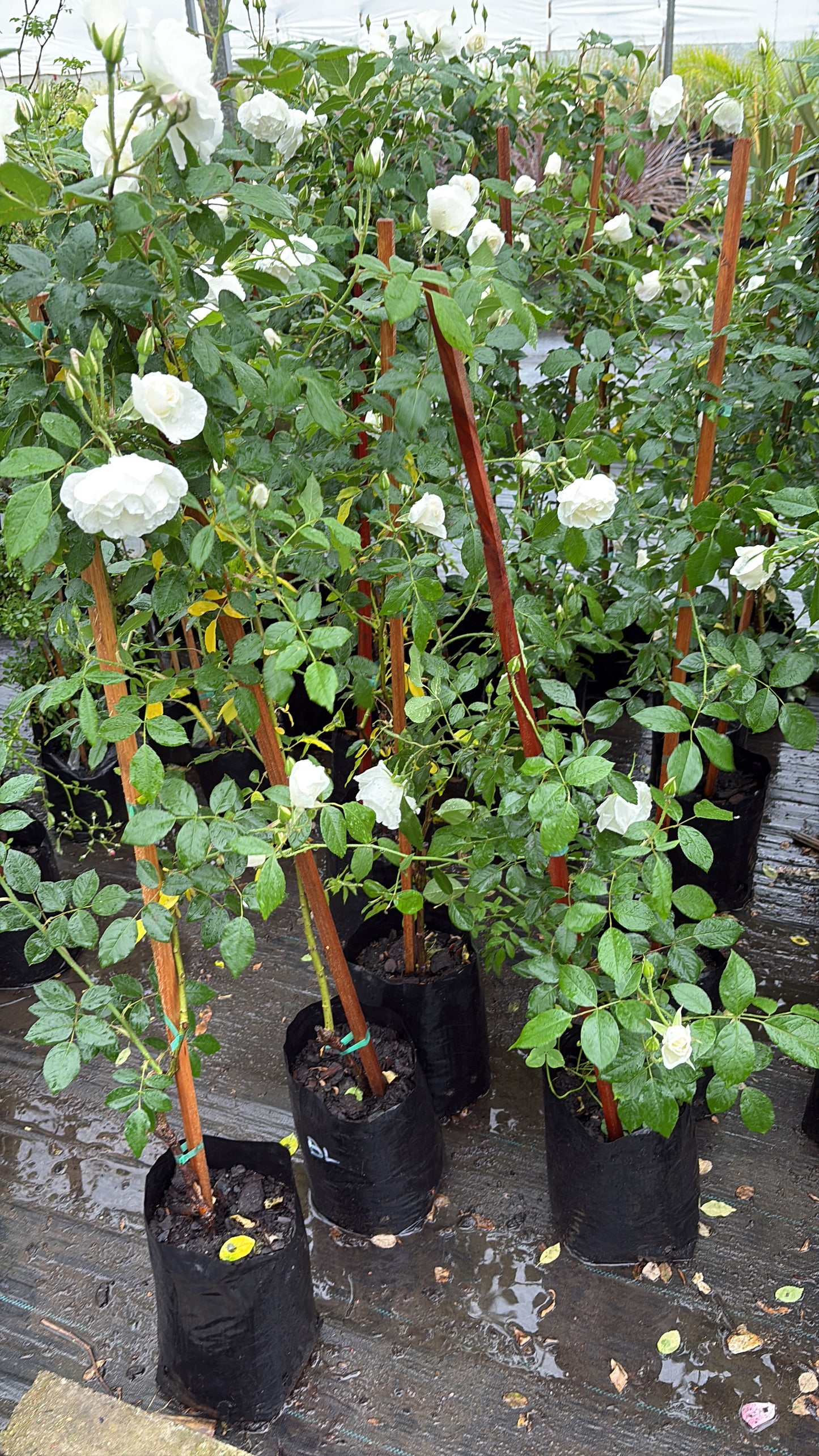 Rosal Trepador – Planta de Exterior con Flor