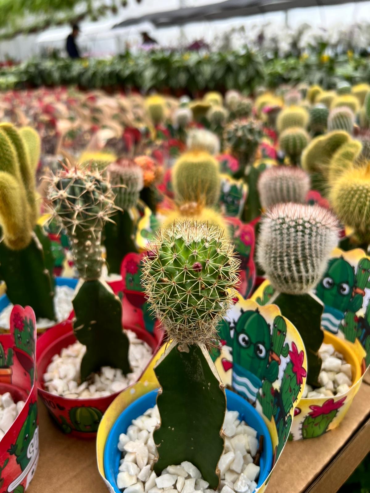 Cactus Injertado Chico – Cactus de Interior Decorativo