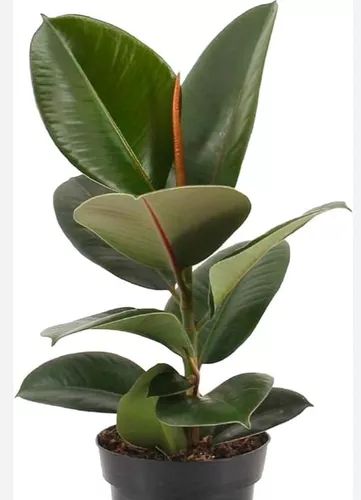 Ficus gomero p17