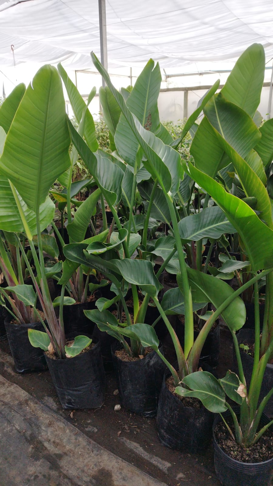 Strelitzia Nicolai