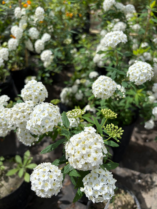 Corona de Novia (Spiraea cantoniensis)