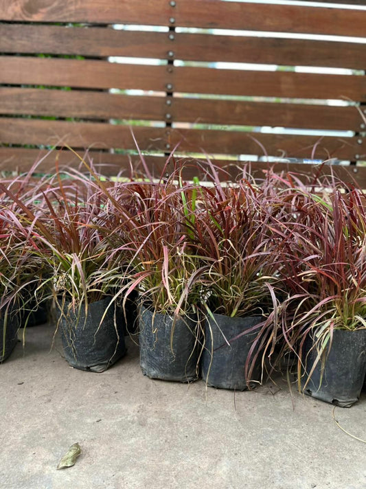 Pennisetum Rubra (Pasto Morado) 🌾💜