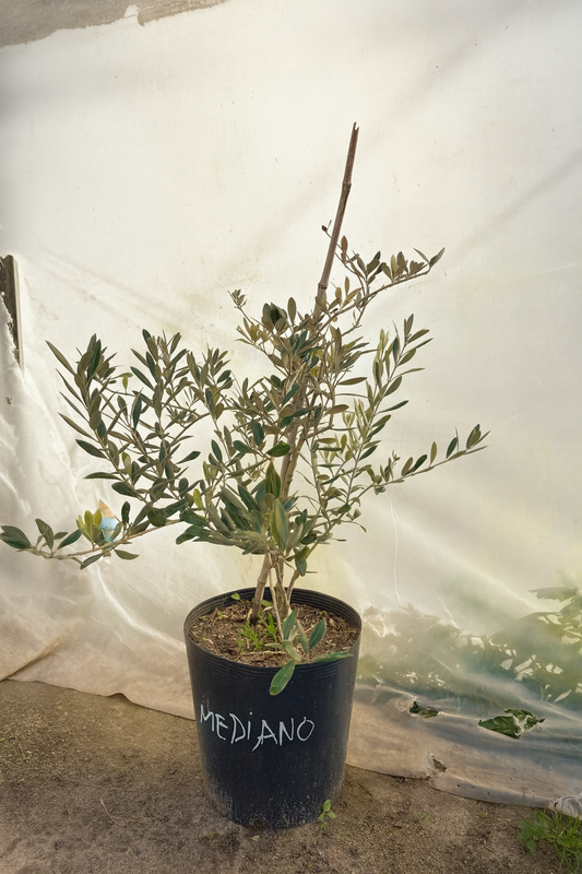 Olivo – El árbol milenario que decora con elegancia
