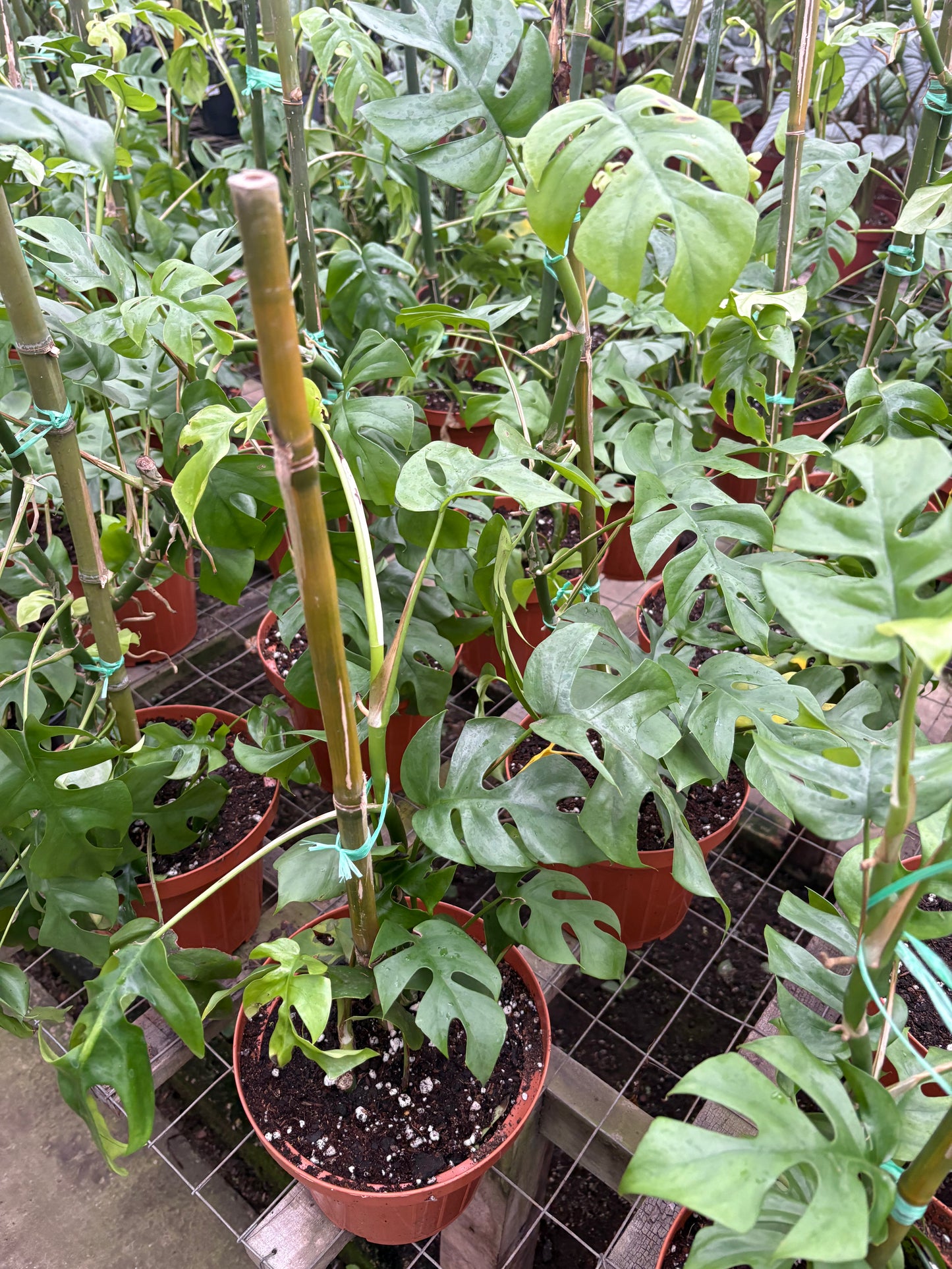 Monstera Minima – Trepadora de Interior con Hojas Tipo Monstera