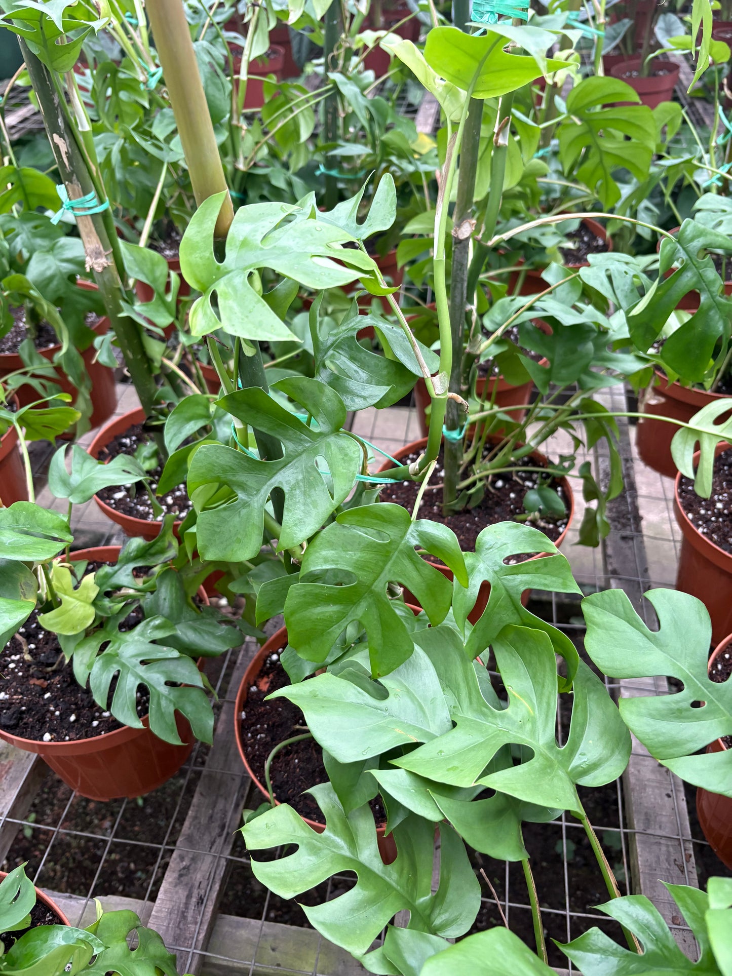 Monstera Minima – Trepadora de Interior con Hojas Tipo Monstera