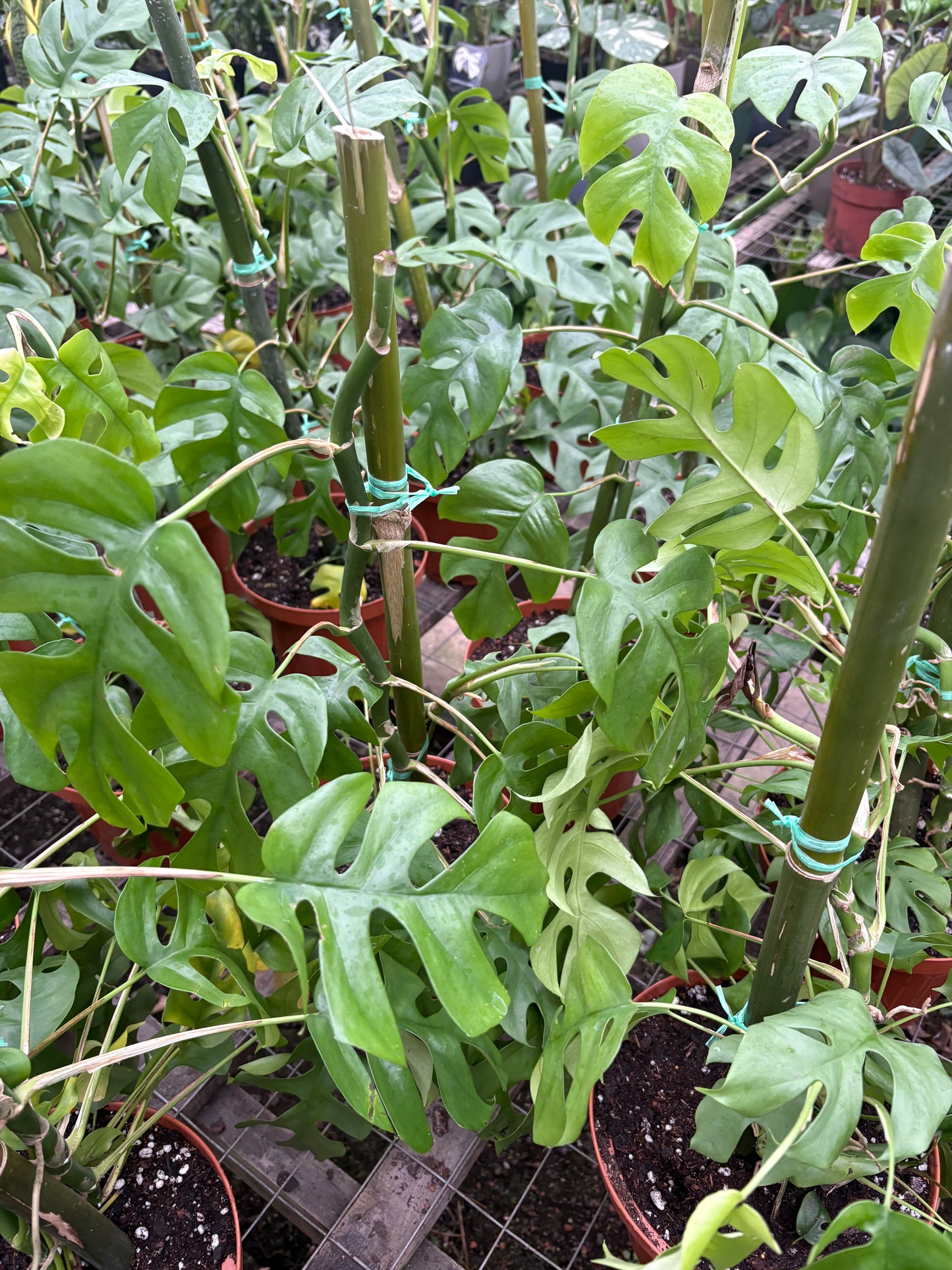 Monstera Minima – Trepadora de Interior con Hojas Tipo Monstera
