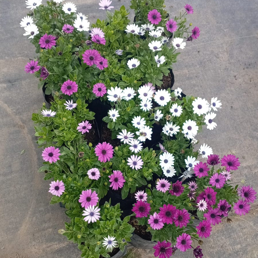 DIMORFOTECA - Flores coloridas en oferta