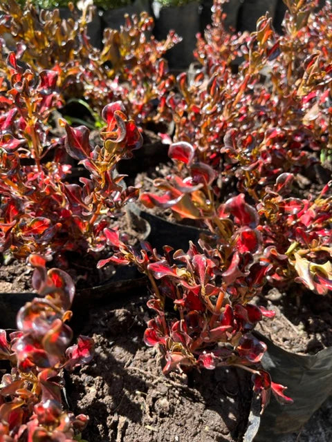 Coprosma (Coprosma repens) – arbusto brillante y costero