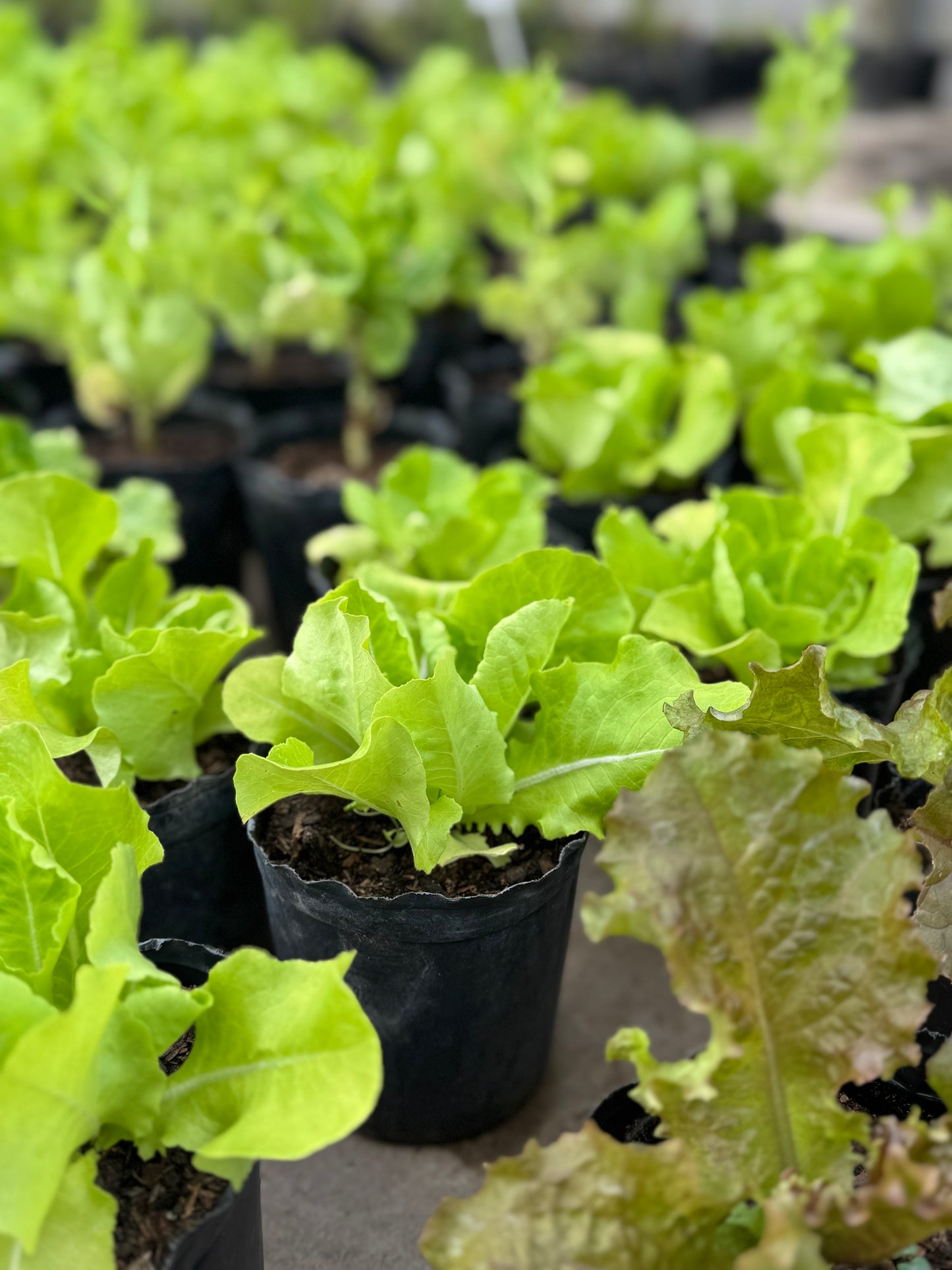 plantines para tu huerta OFERTA