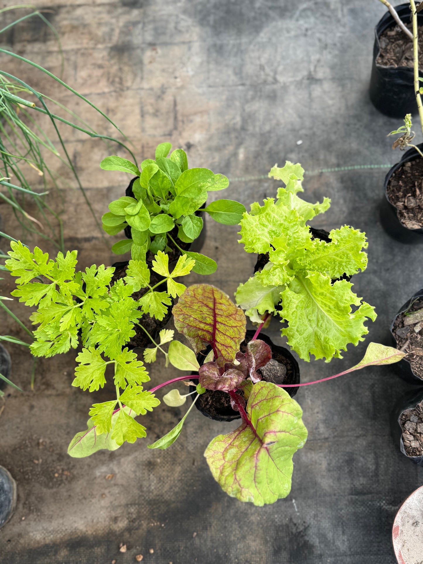 plantines para tu huerta OFERTA