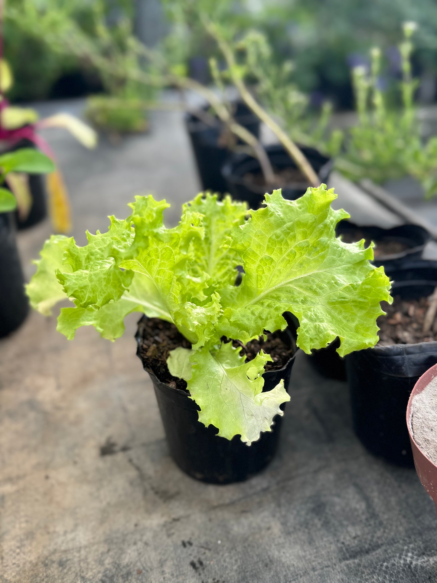 plantines para tu huerta OFERTA
