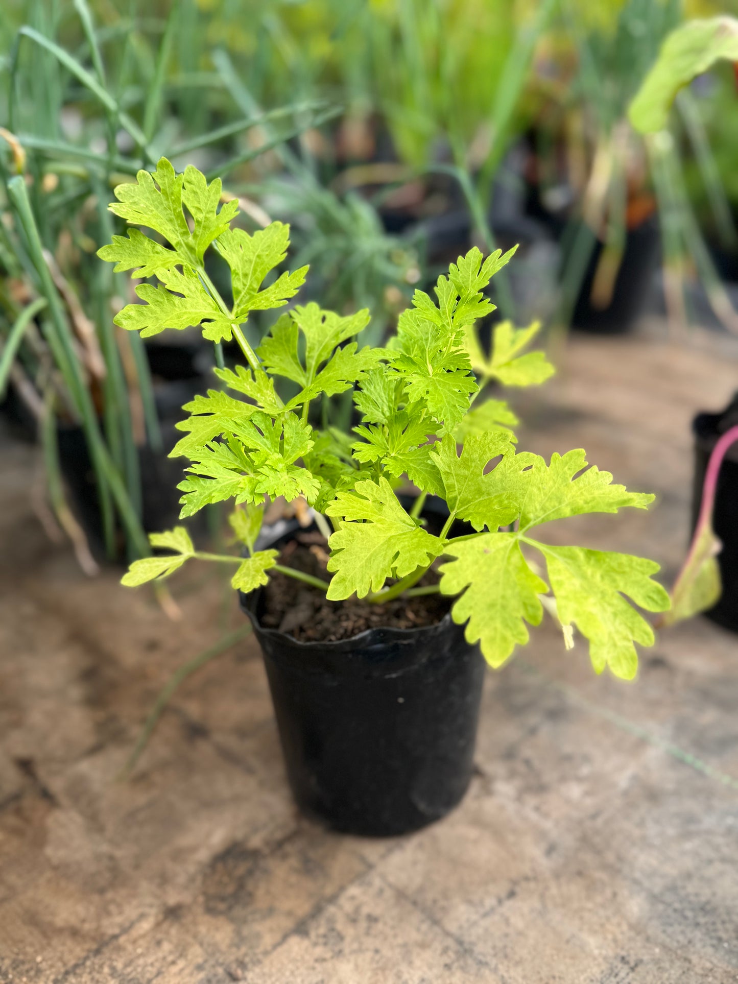 plantines para tu huerta OFERTA