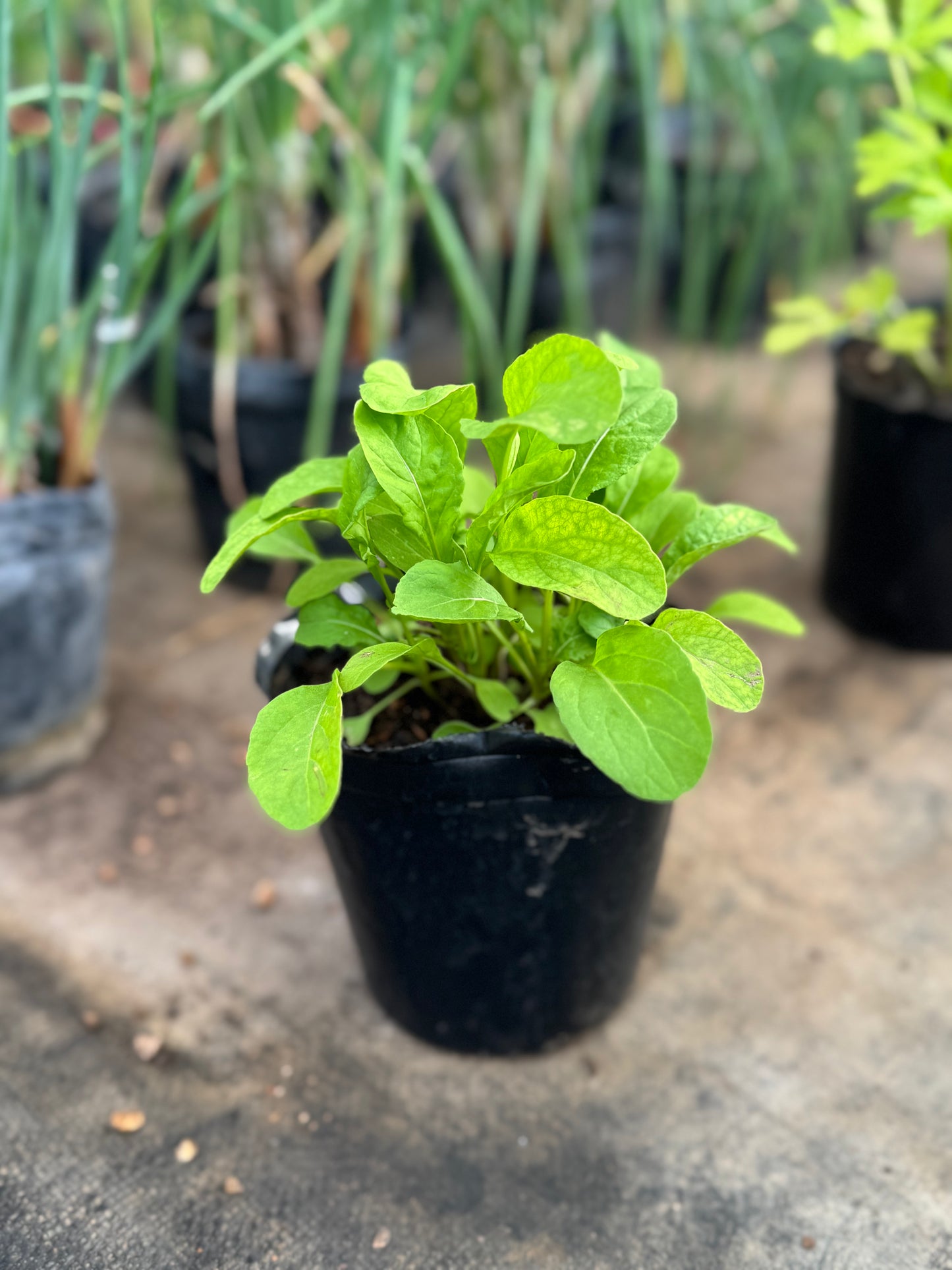 plantines para tu huerta OFERTA