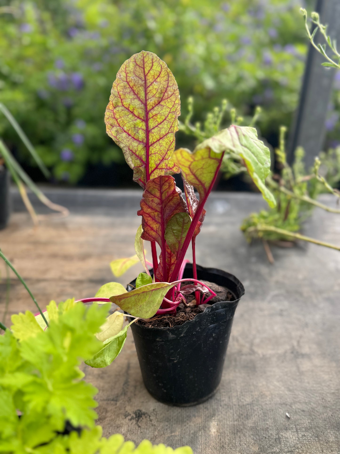 plantines para tu huerta OFERTA