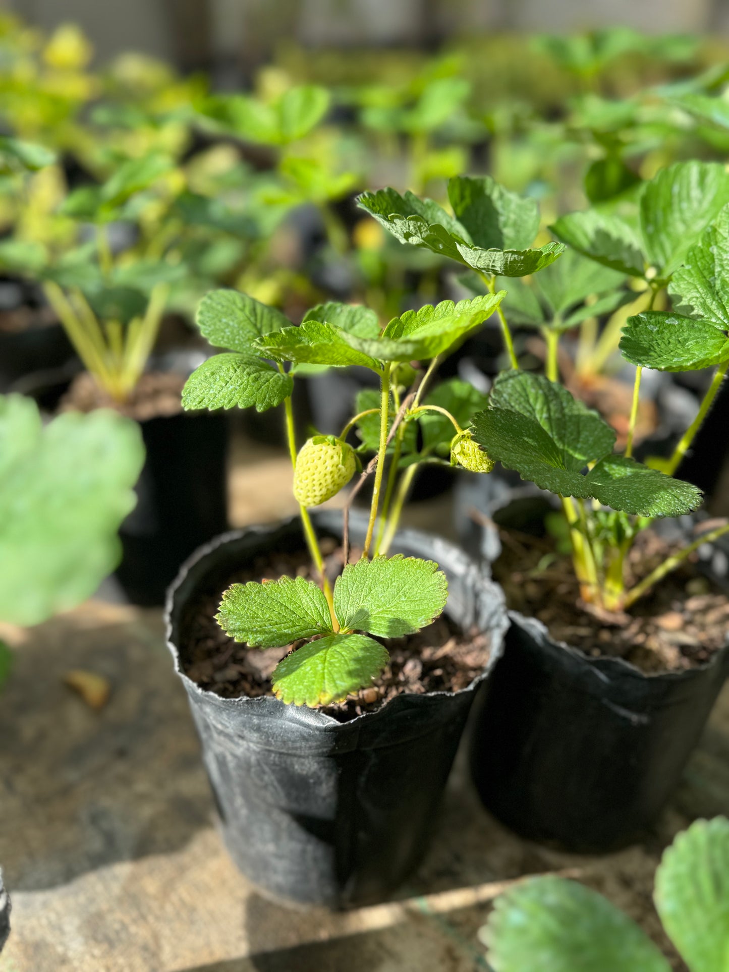 plantines para tu huerta OFERTA
