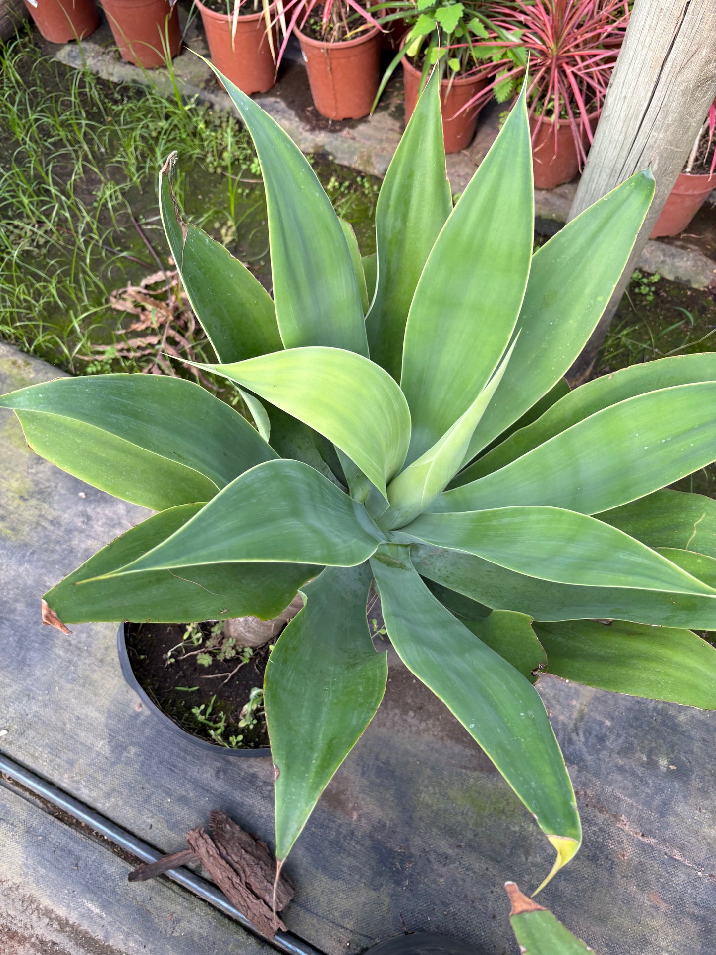 Agave Attenuata – El suculento más elegante y resistente