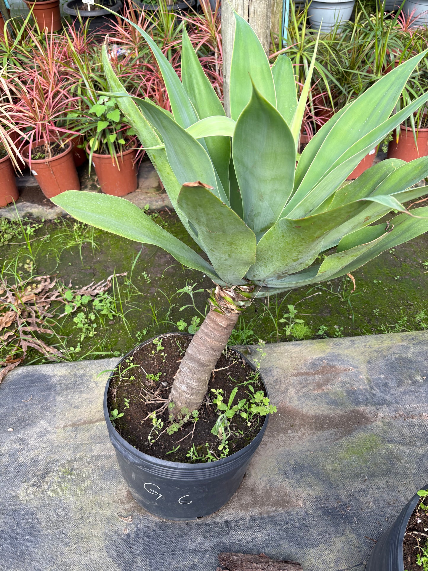 Agave Attenuata – El suculento más elegante y resistente