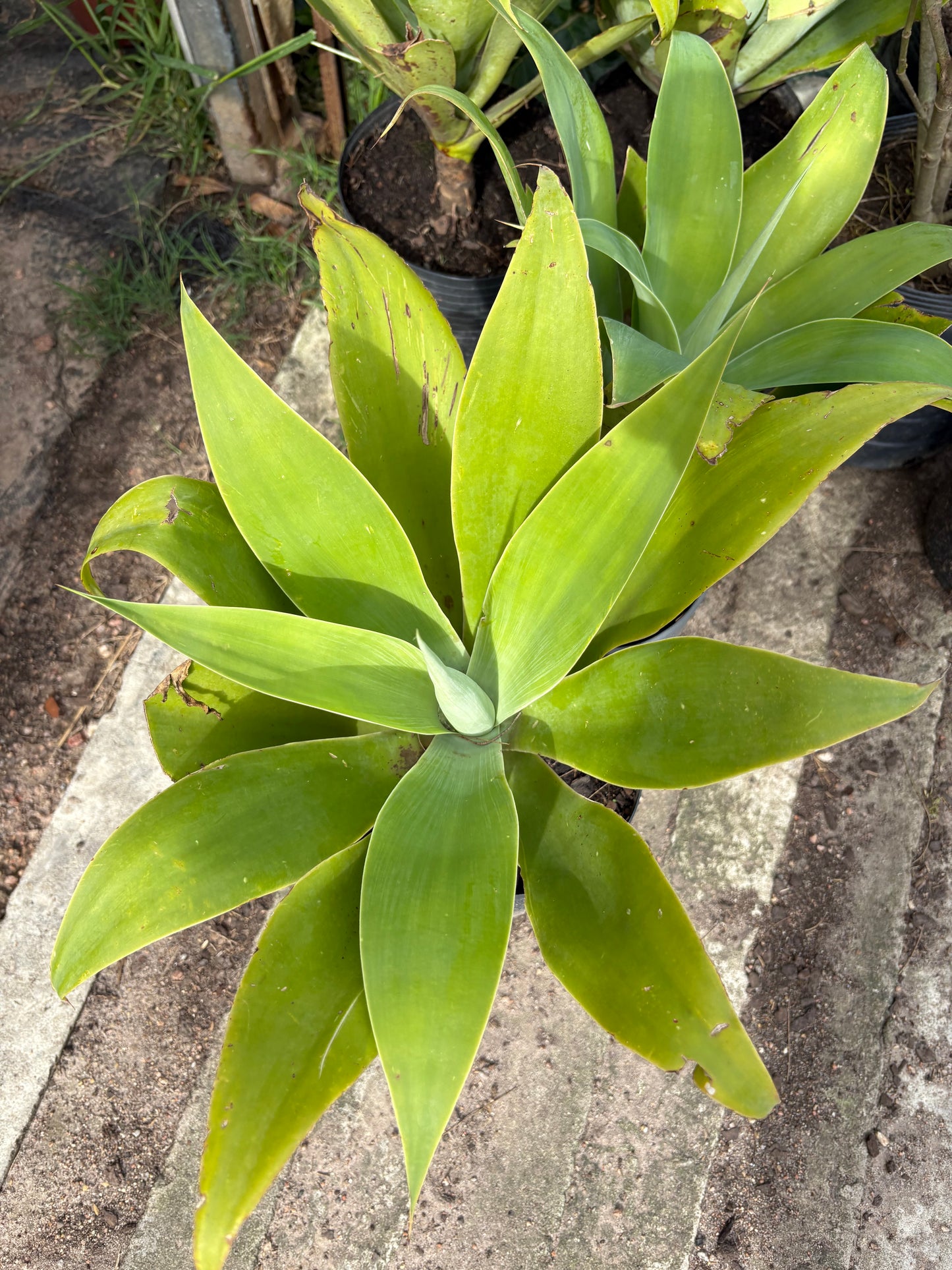 Agave Attenuata – El suculento más elegante y resistente