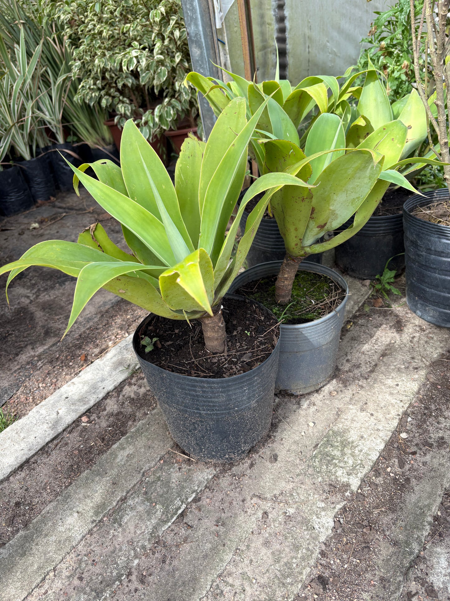 Agave Attenuata – El suculento más elegante y resistente